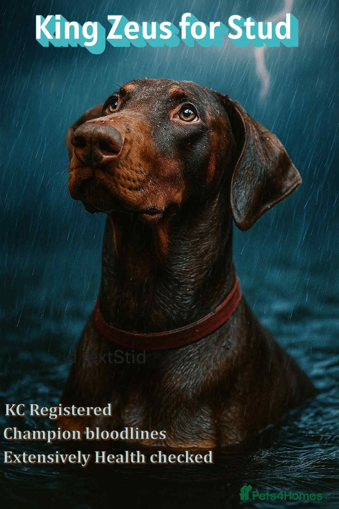 Dobermann dogs for stud: King Zeus -Ready for Stud - Advert 3