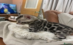 Bengal cats for sale: Pure bengal kittens - Image 8
