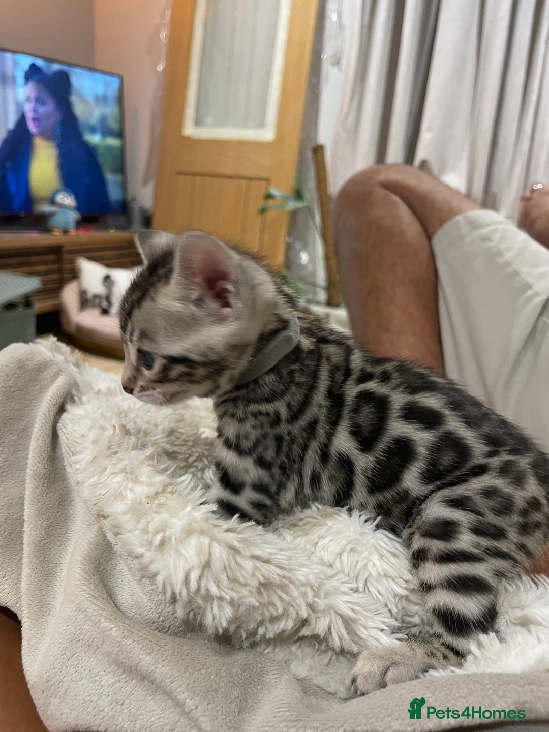 Bengal cats for sale: Pure bengal kittens - Image 8