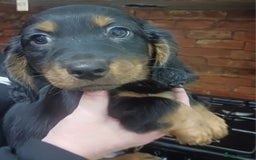 Dachshund dogs for sale: Dachshunds..Traditional Black and tan Puppies - Advert 8