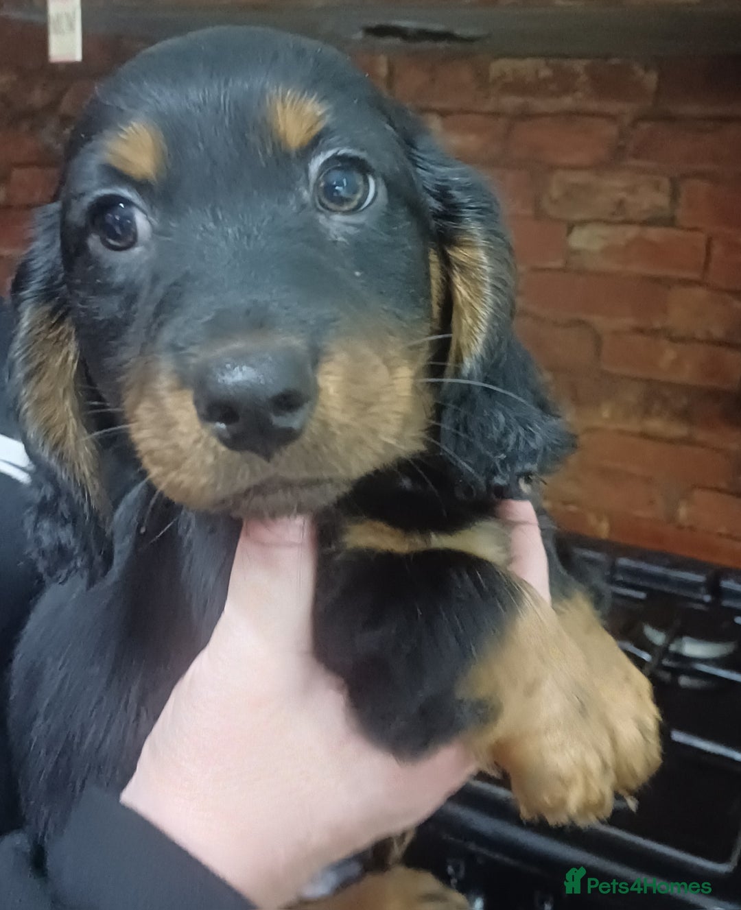 Dachshund dogs for sale: Dachshunds..Traditional Black and tan Puppies - Advert 8