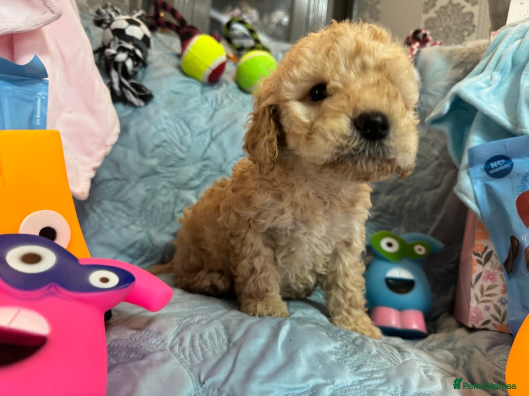 Cockapoo dogs for sale: Cockapoo puppies  - Advert 10