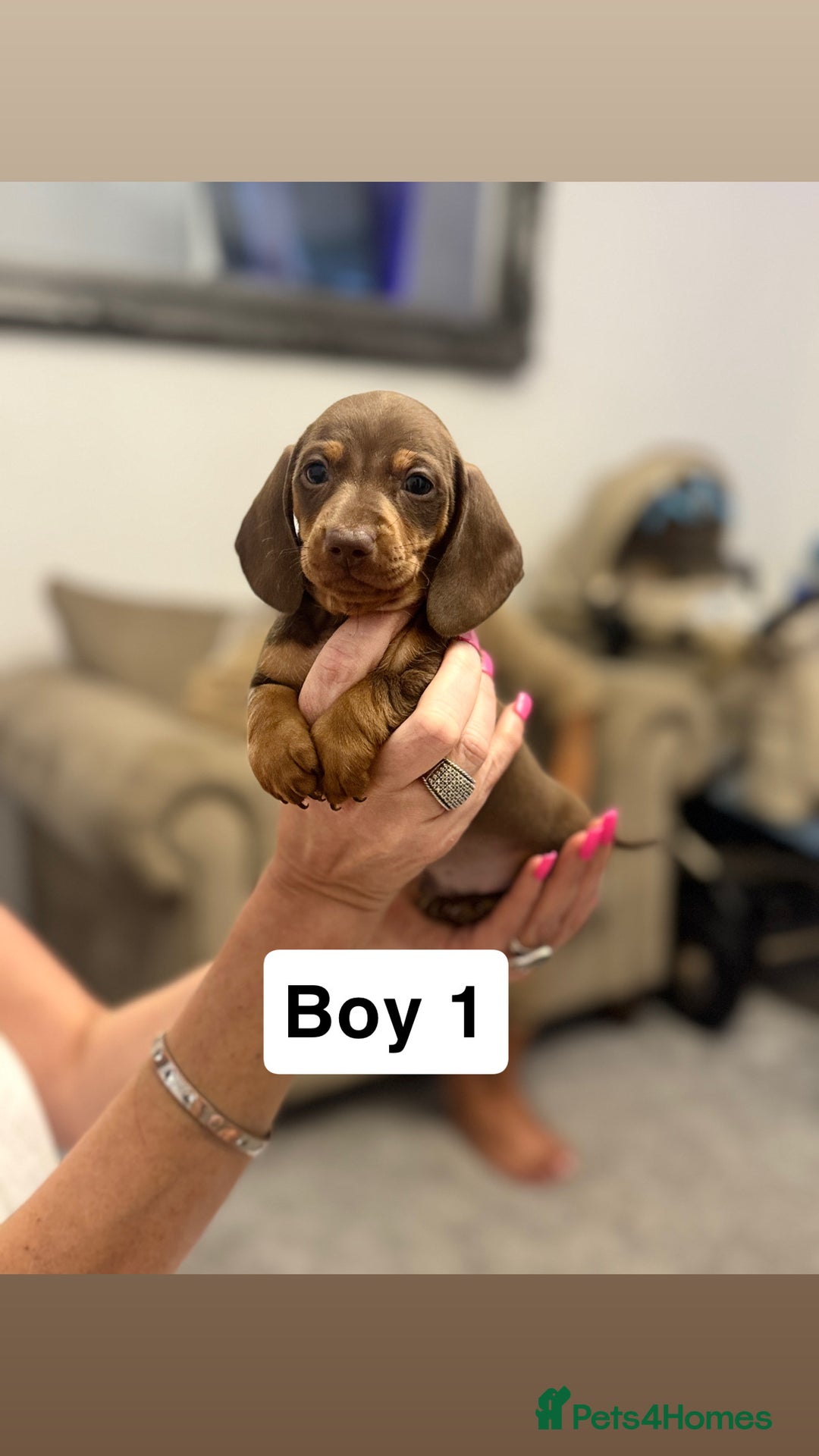 Miniature Dachshund dogs for sale: Stunning baby mini dachshunds  - Image 8