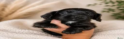 Mixed Breed dogs for sale: 🐾 STUNNING MERLE/CHOC/BLACK COCKER SPANIELS 🐾  - Advert 3