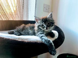 Maine Coon cats Tiny Tigers, Maine Coon Kittens for Sale - Advert 1
