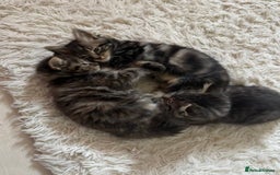 Domestic Shorthair cats for sale: Adorable Tabby Kittens Looking for Loving Homes  - Image 2