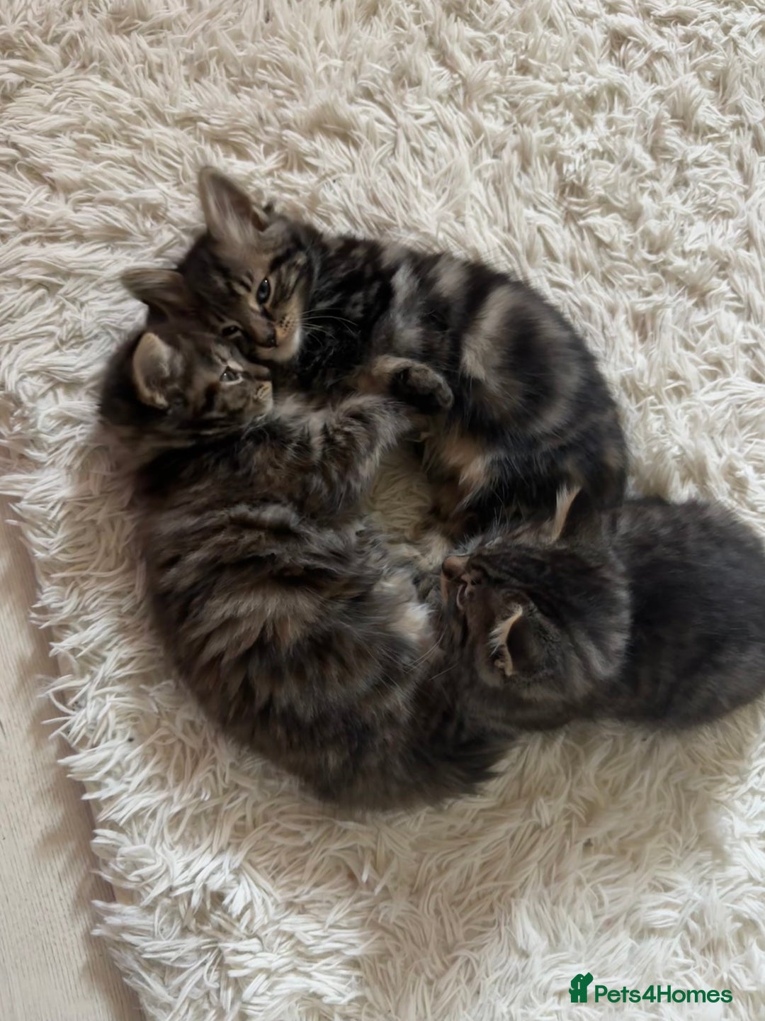 Domestic Shorthair cats for sale: Adorable Tabby Kittens Looking for Loving Homes  - Image 2