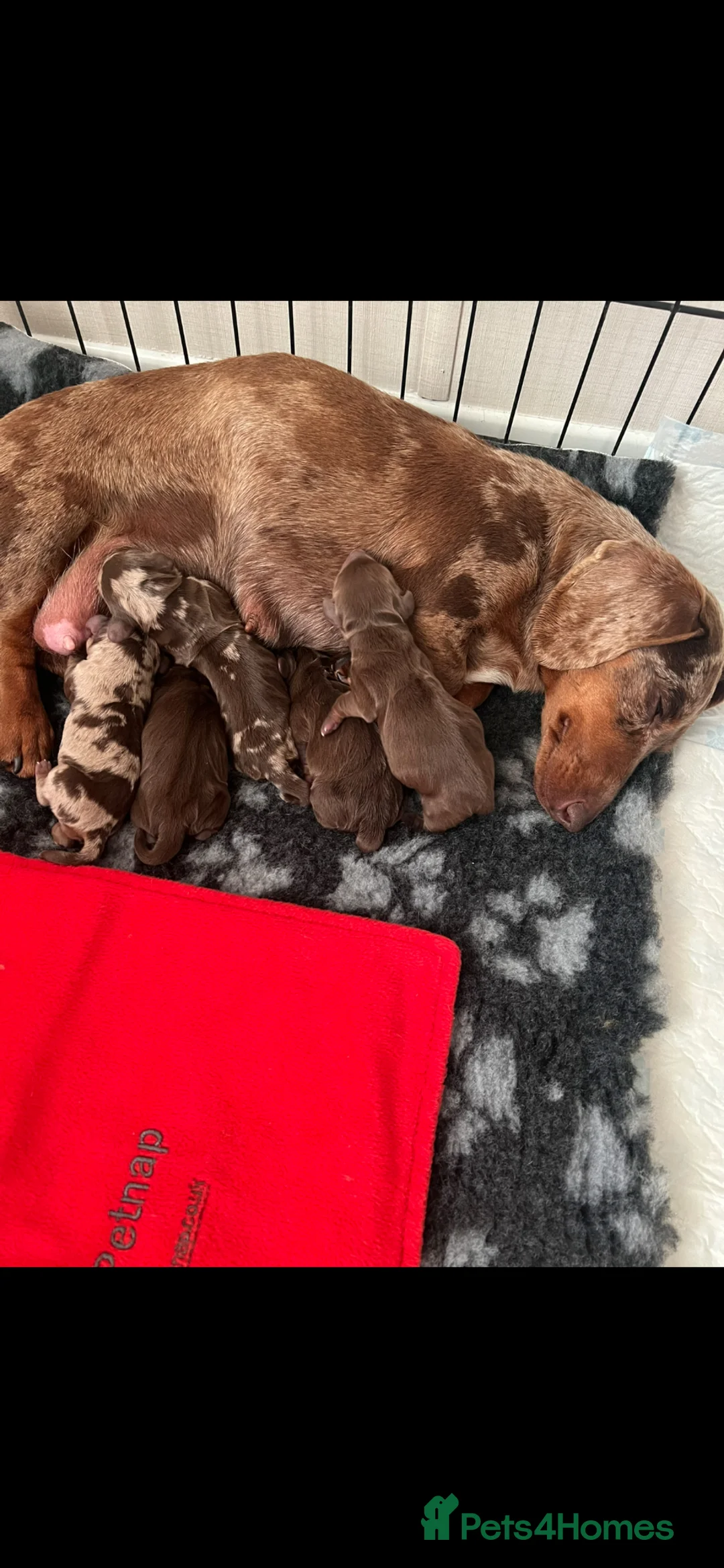 Miniature Dachshund dogs for sale: Miniature dachshunds  - Advert 13