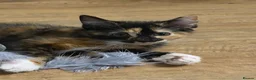Mixed Breed cats for sale: Two female kittens for sale  - Advert 4