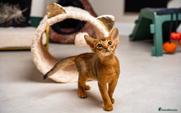 Abyssinian cats for sale: Premium Abyssinian kittens-TICA- Champion Pedigree - Image 14
