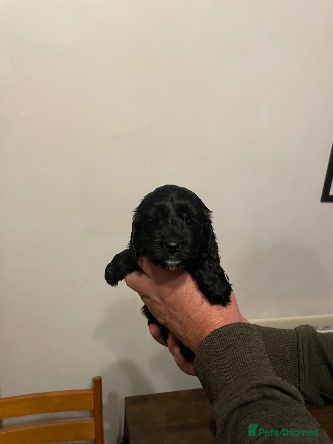 Cockapoo dogs for sale: Cockapoo puppies - Image 22