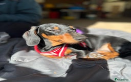 Miniature Dachshund dogs for sale: Stunning Smooth Black & Tan Miniature Dachshunds - Image 11