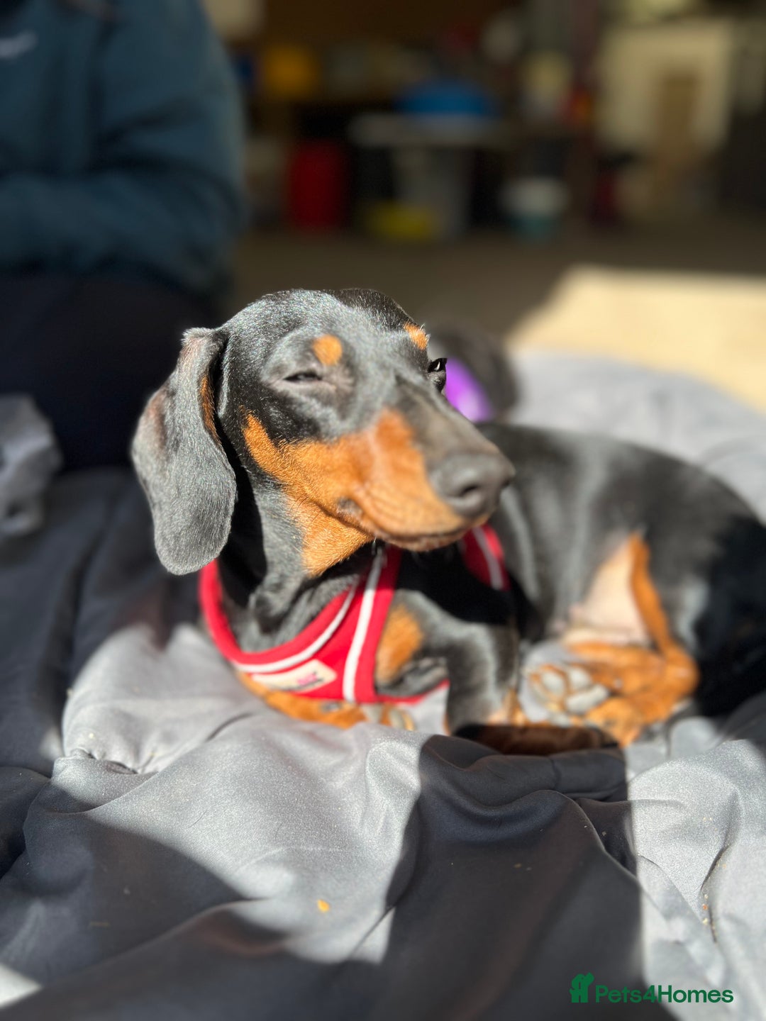 Miniature Dachshund dogs for sale: Stunning Smooth Black & Tan Miniature Dachshunds - Image 11