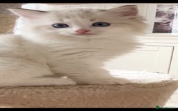 Ragdoll cats for sale: INDOOR TWO MALE GCCF REGISTERED RAGDOLL KITTENS - Image 35