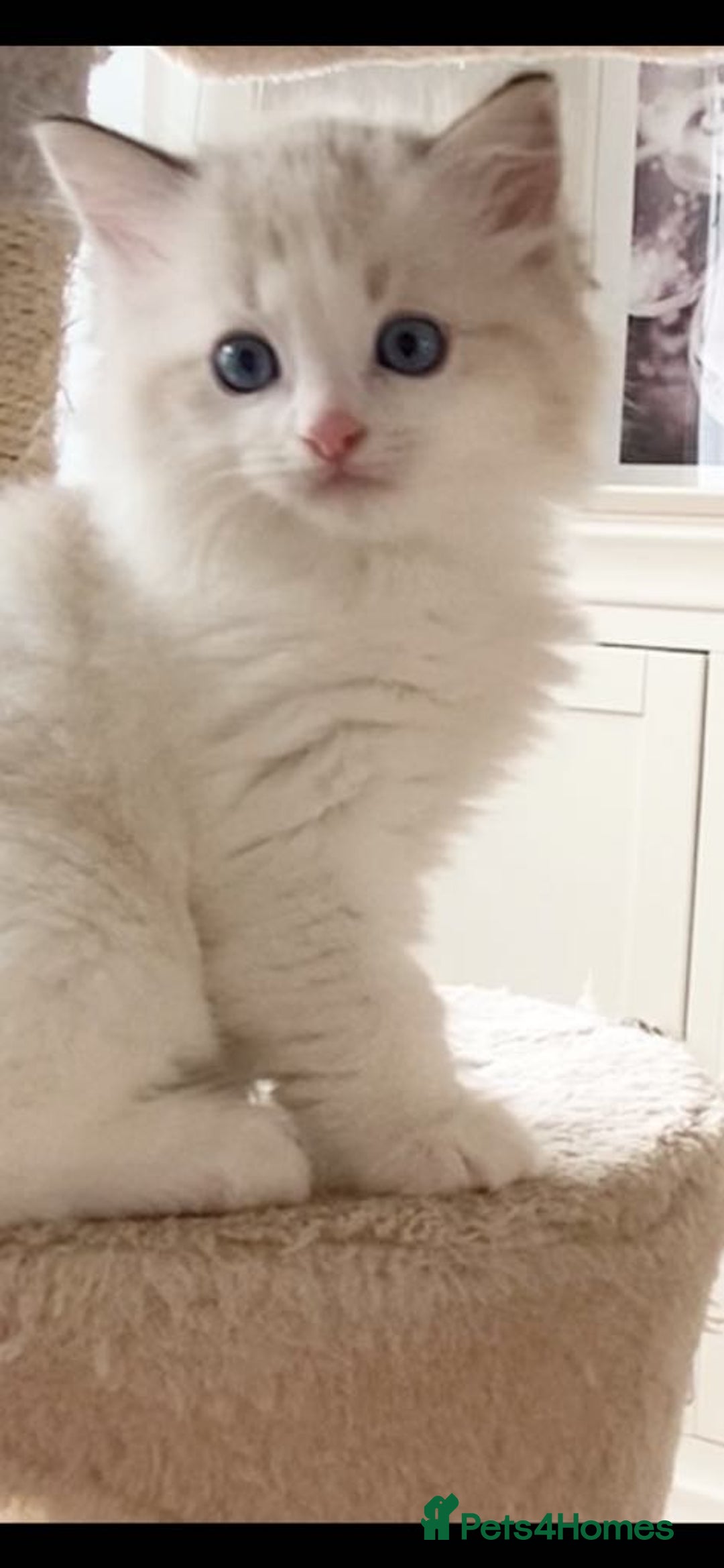 Ragdoll cats for sale: INDOOR TWO MALE GCCF REGISTERED RAGDOLL KITTENS - Image 35