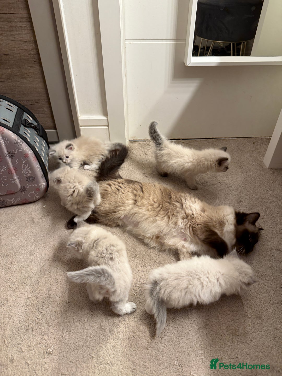 Ragdoll cats for sale: Ragdoll kittens ready to go! - Image 14