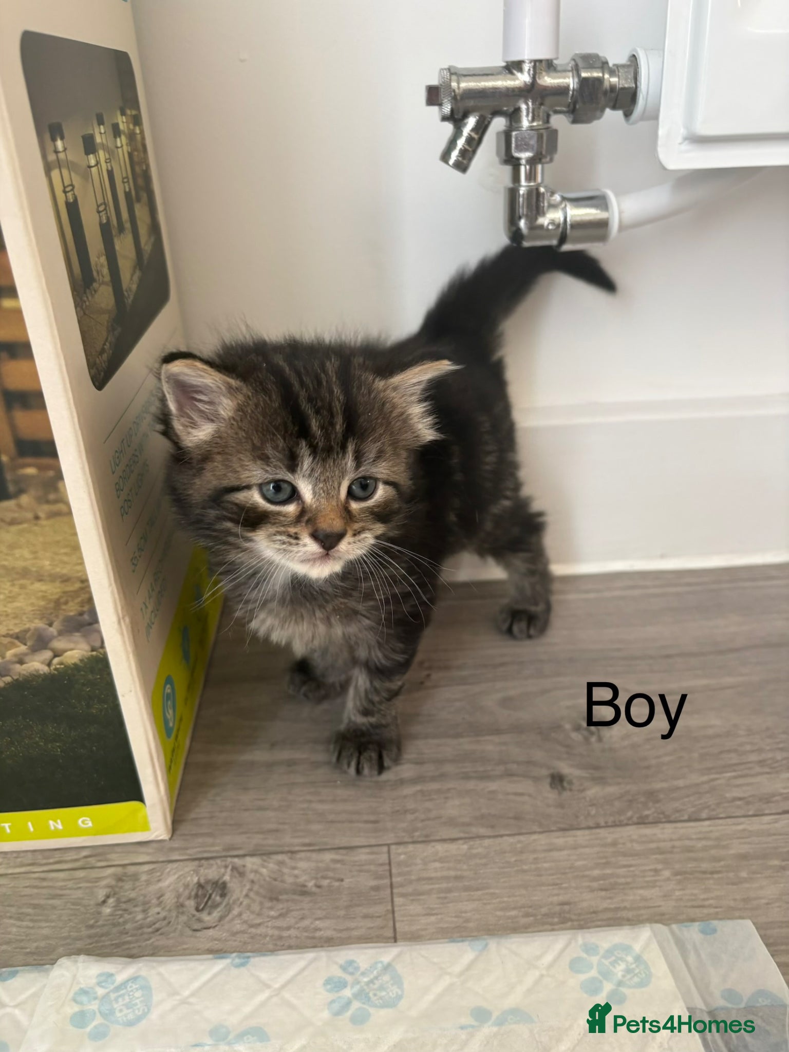 Mixed Breed Kitten 1