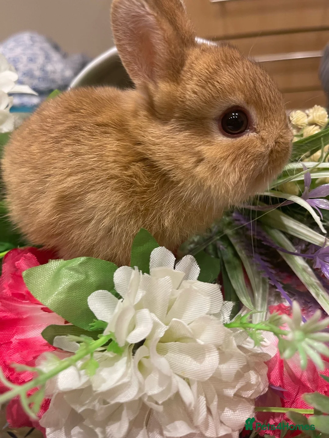 Netherland Dwarf rabbits for sale: Bunnies  in London - Advert 24