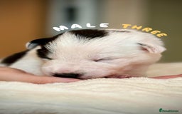 Border Collie dogs for sale: 6 Border Collie Pups For Sale **4 Boys Remaining** - Image 3