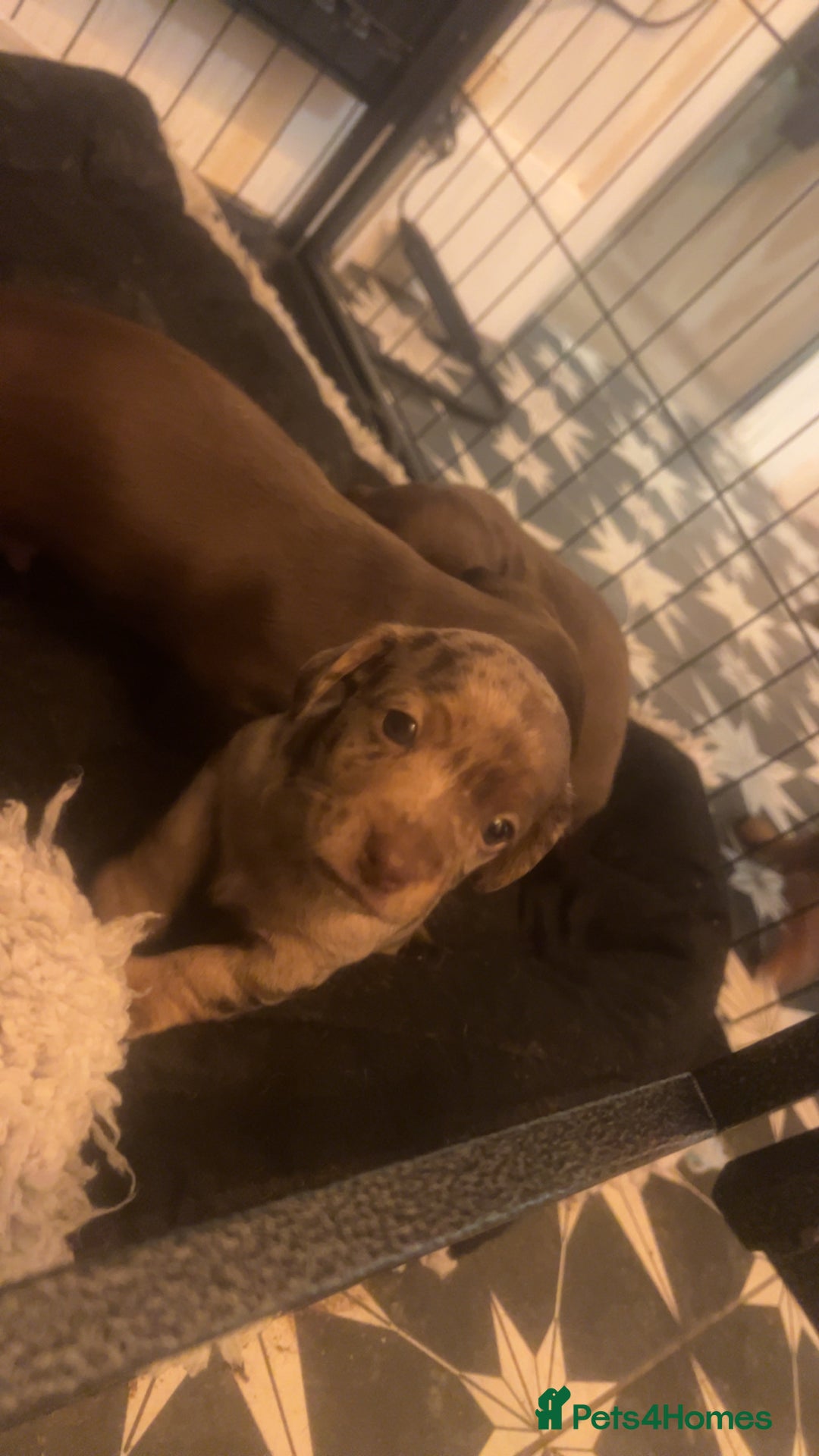 Mixed Breed dogs for sale: LAST GIRL 🩷 daxipoo - Advert 12