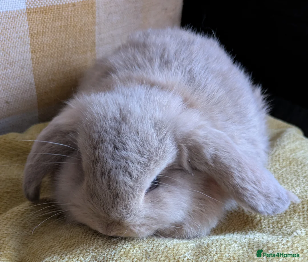 Mini Lop rabbits for sale: *Reserved* Beautiful female baby mini lop  - Advert 2