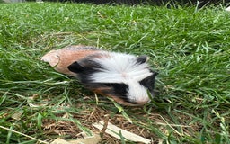 Guinea Pig rodents for sale: Male Guinea Pigs For Sale  - Image 18