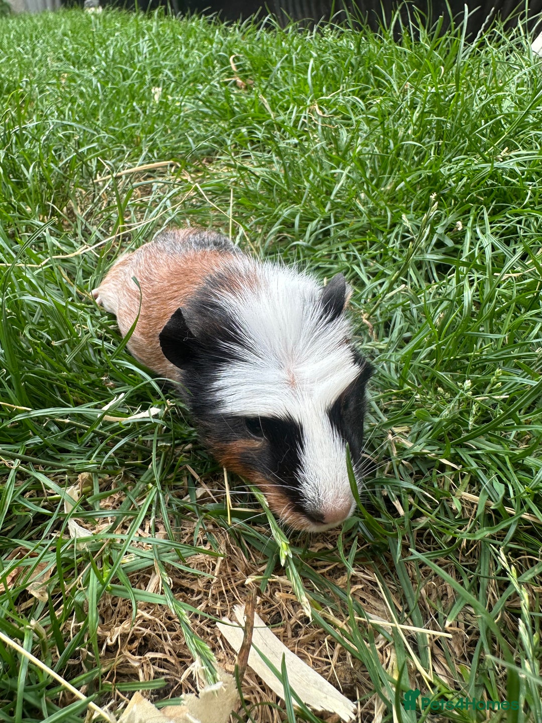 Guinea Pig rodents for sale: Male Guinea Pigs For Sale  - Image 18