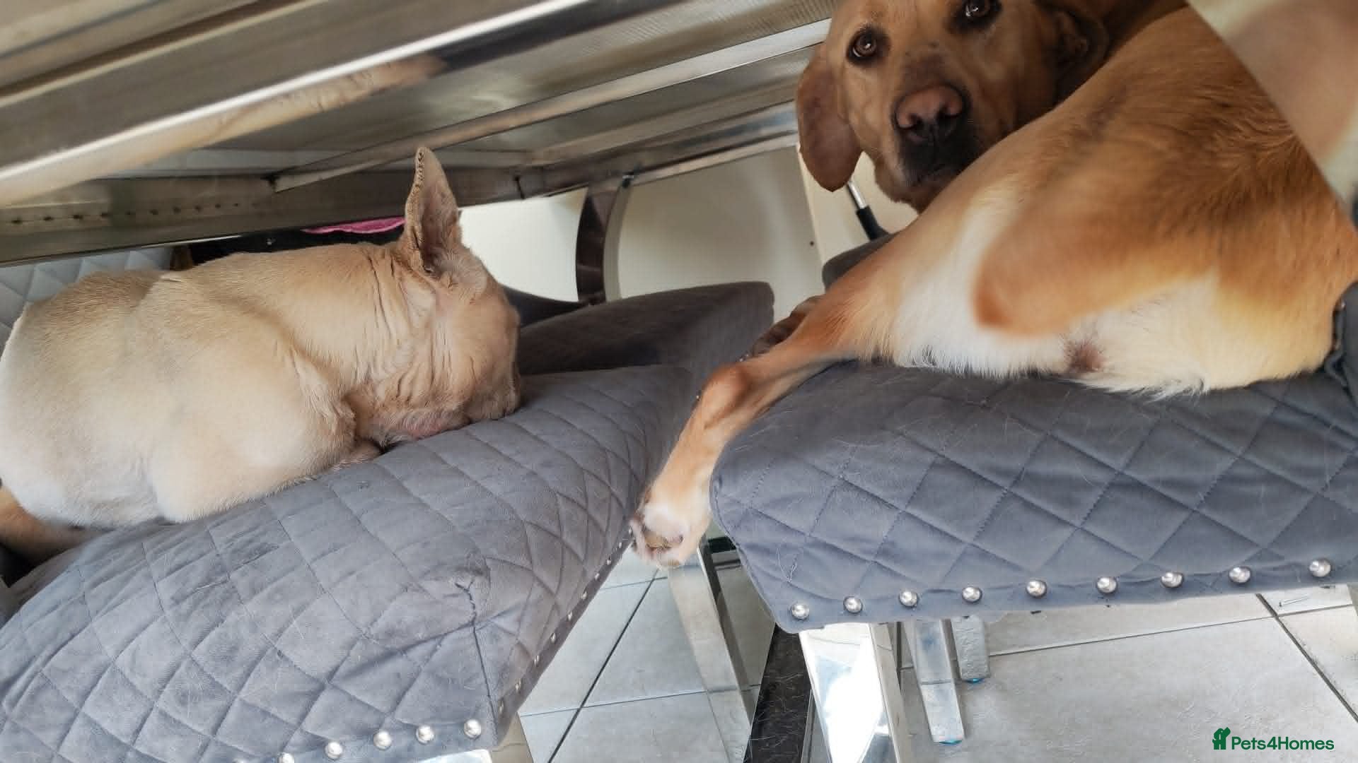 Labrador Retriever dogs for sale: Loving Forever Home Needed for Two Best Friends 🐾 - Advert 2