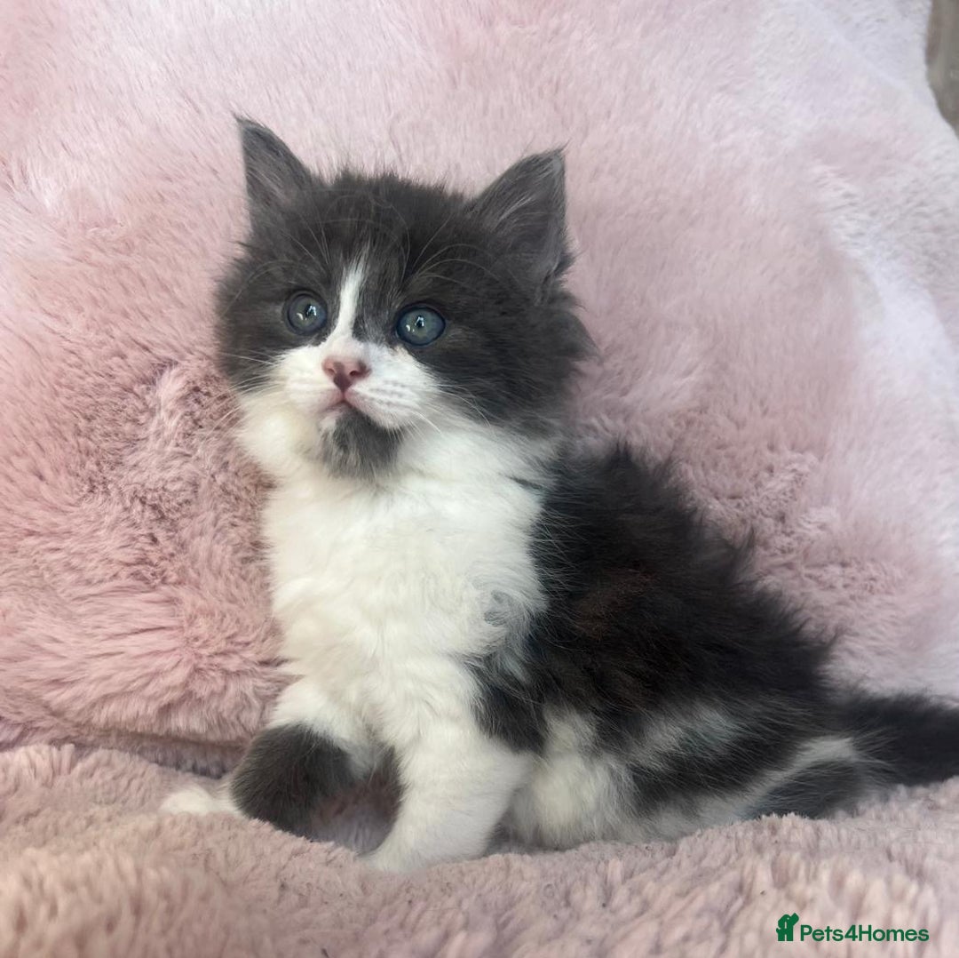Mixed Breed cats for sale: Maine coon cross ragdoll kittens - Image 5