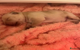 Labrador Retriever dogs for sale: Labrador puppies - Image 9