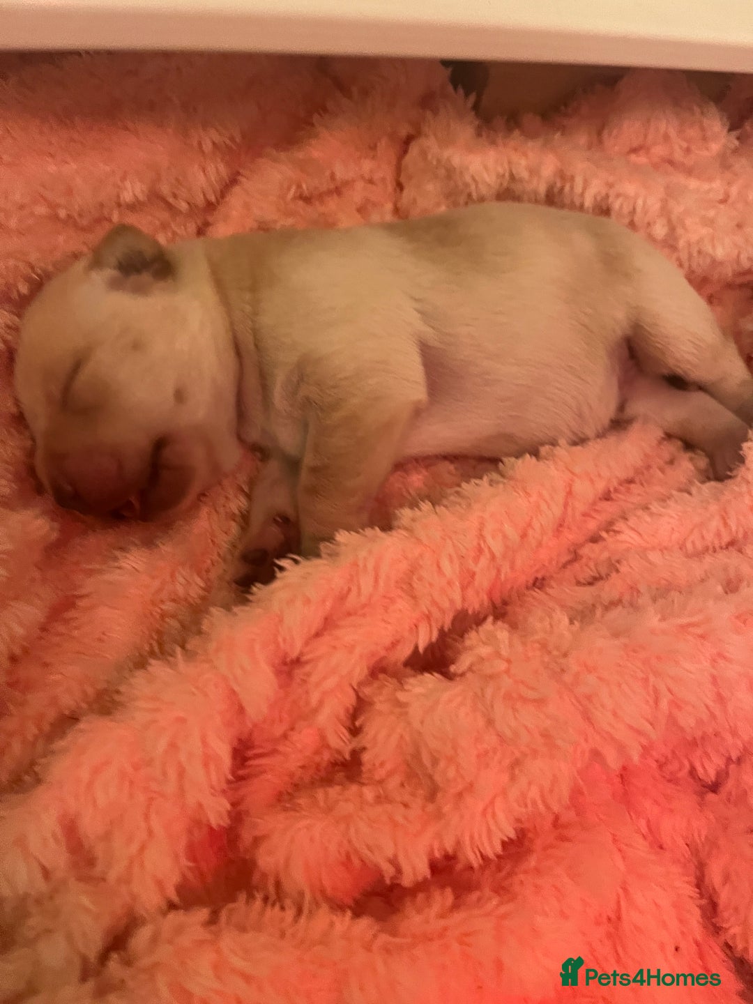 Labrador Retriever dogs for sale: Labrador puppies - Image 9