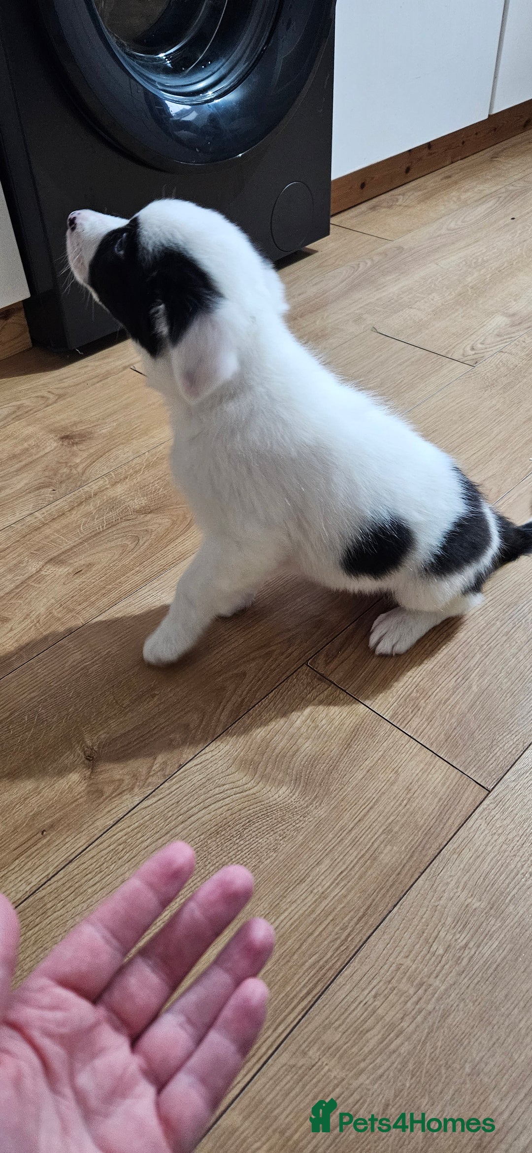 Border Collie dogs for sale: Border collie puppies for sale  - Image 4