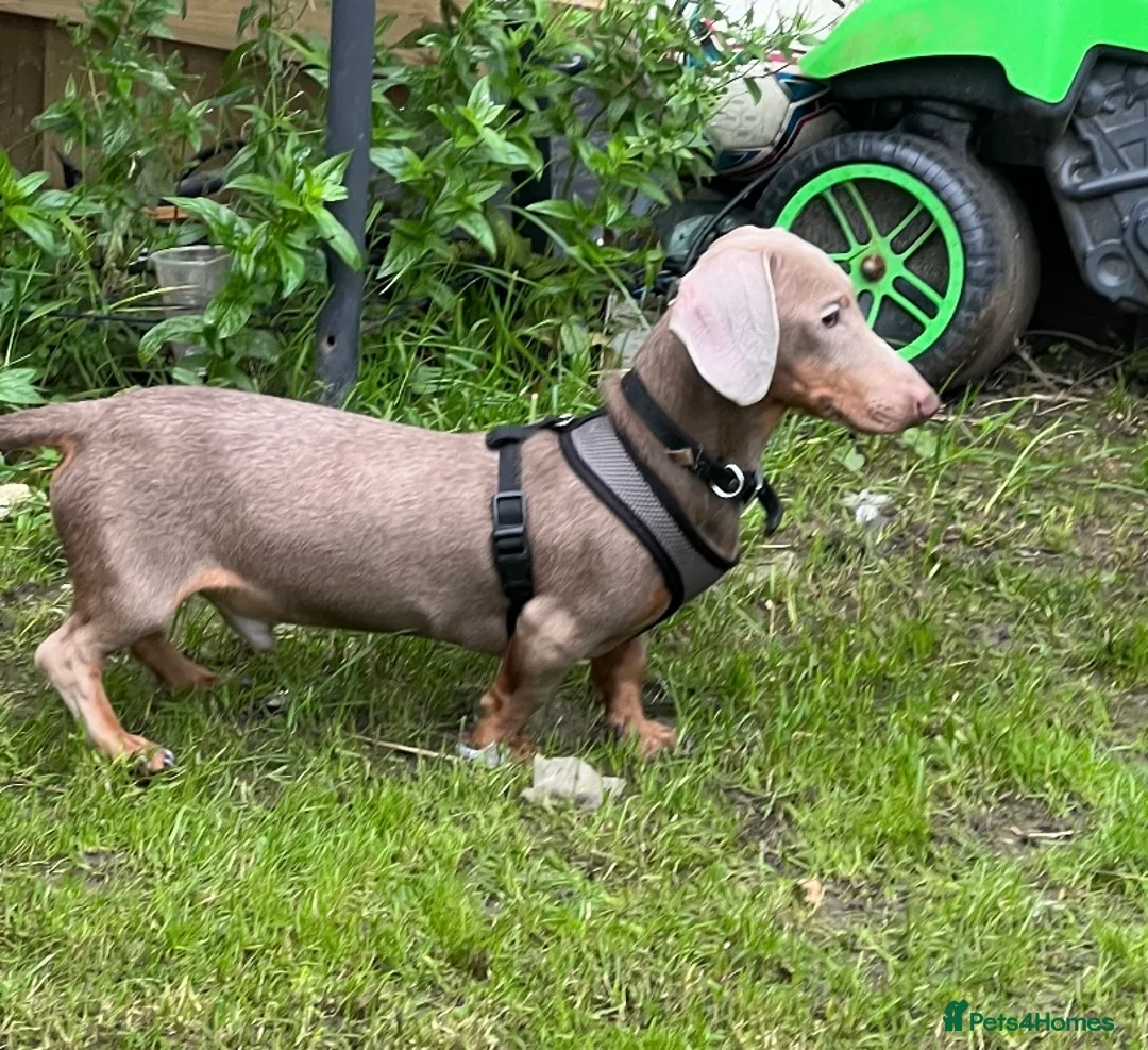 Dachshund dogs for stud: Blue Dachhund Proven Stud & Isabella cream stud, in Swansea - Advert 33