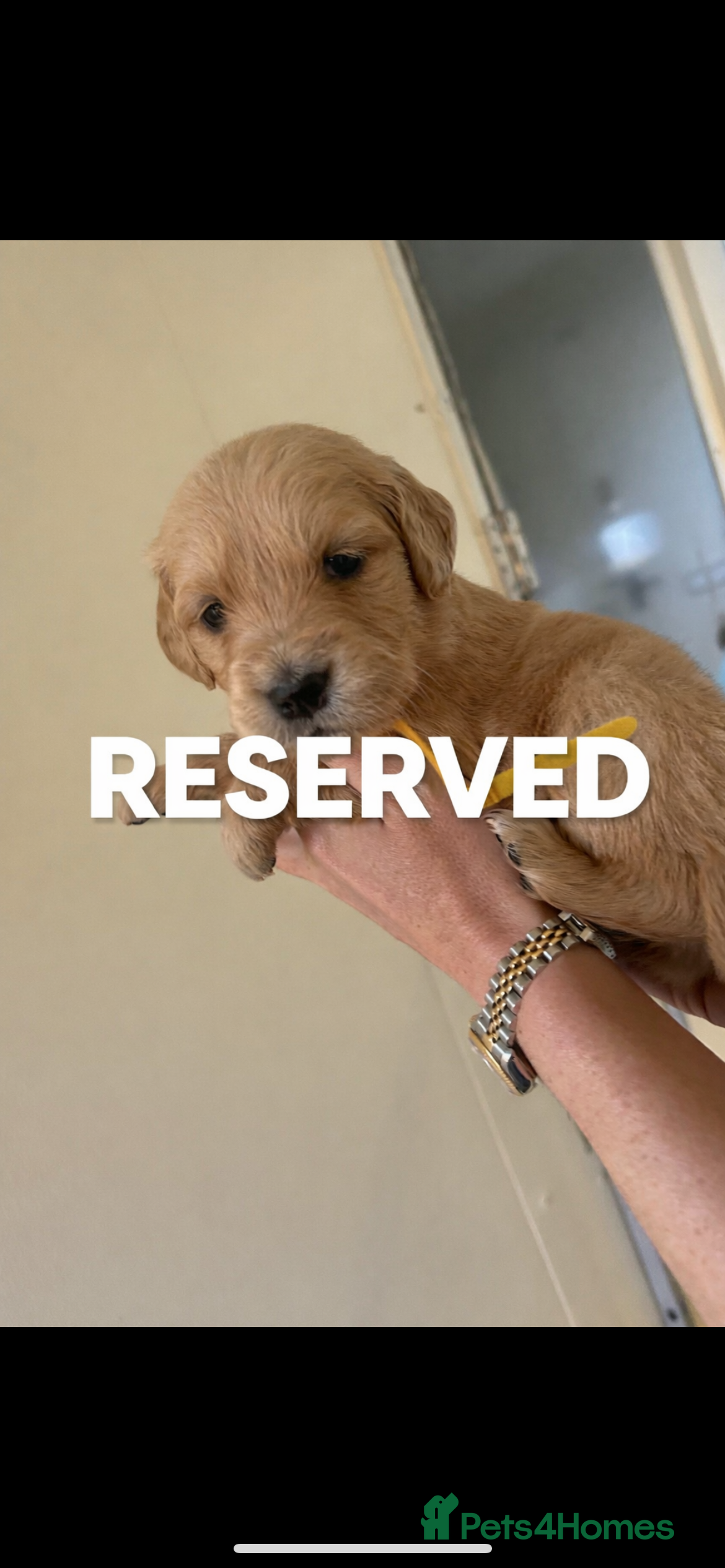 Golden Retriever dogs Gorgeous golden retrievers for sale. - Advert 2