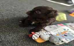 Shihpoo dogs for sale: Beautiful F2 shihpoo puppy  - Image 2