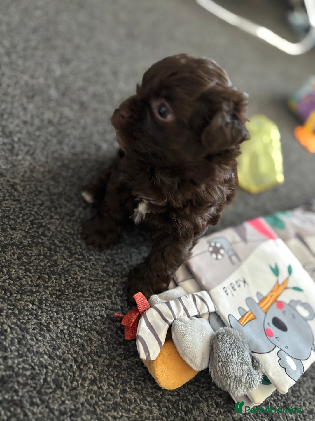 Shihpoo dogs for sale: Beautiful F2 shihpoo puppy  - Image 2