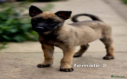 Mixed Breed dogs for sale: Stunning Shepsky Pups! - Image 5