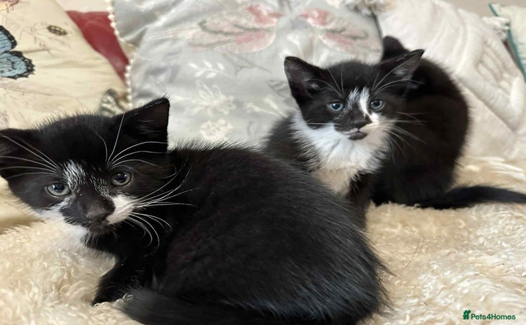 Mixed Breed cats - Advert 7
