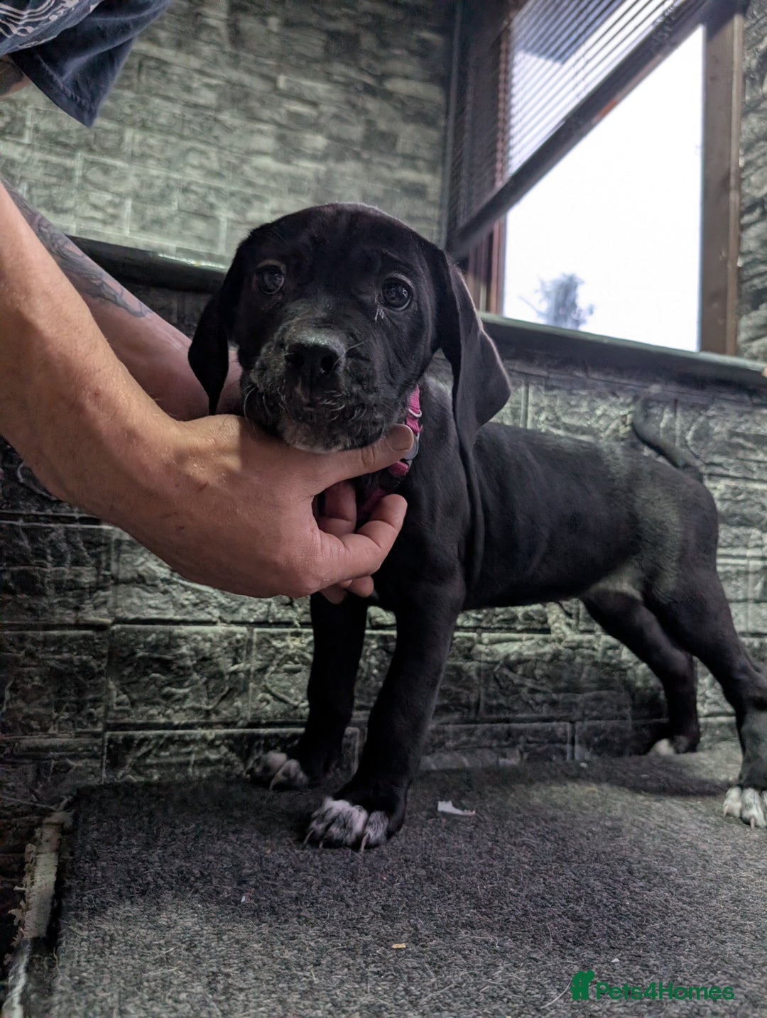 Cane Corso dogs for sale: Cane corso puppies  - Advert 4