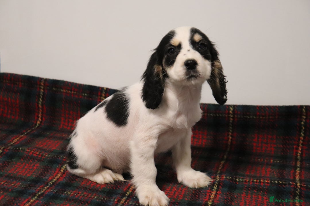 Cocker Spaniel dogs for sale: Stunning Cocker Spaniel Puppies. Now ready.  - Advert 12