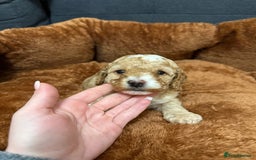 Miniature Poodle dogs for sale: Beautiful Miniature Poodles For Sale  - Image 3