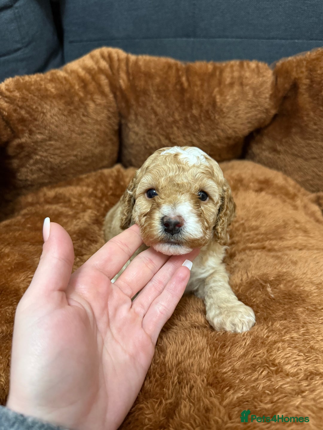 Miniature Poodle dogs for sale: Beautiful Miniature Poodles For Sale  - Image 3