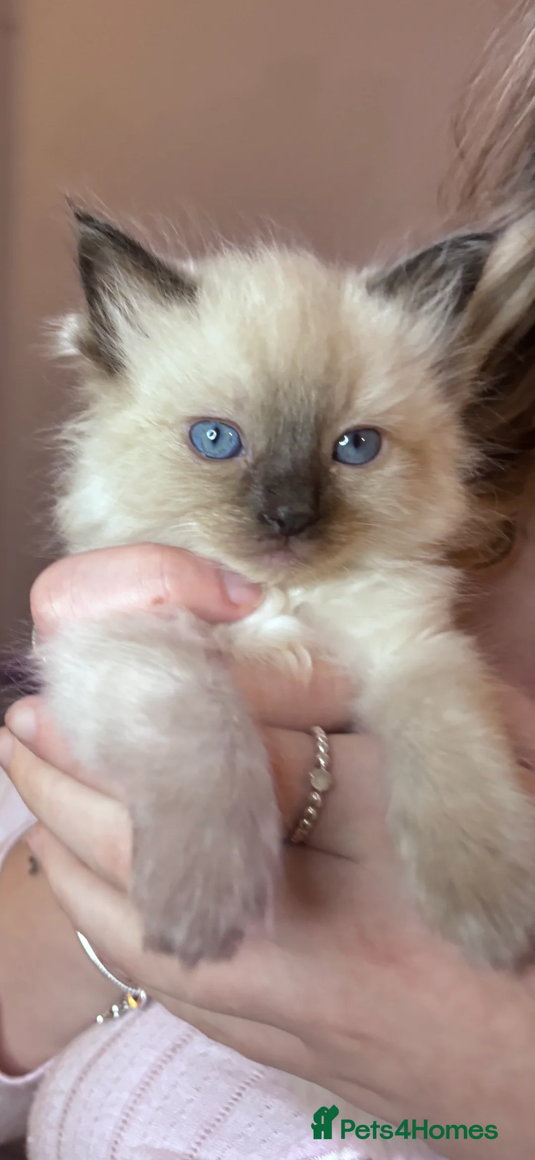 Ragdoll cats for sale: 5 beautiful ragdoll babies 🩷🩷🩷🩵🩵 - Advert 1