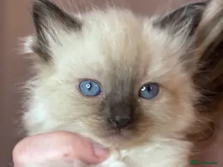 Ragdoll cats 5 beautiful ragdoll babies 🩷🩷🩷🩵🩵 - Advert 3