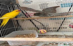 Parakeets birds for sale: Male kakariki  - Image 2