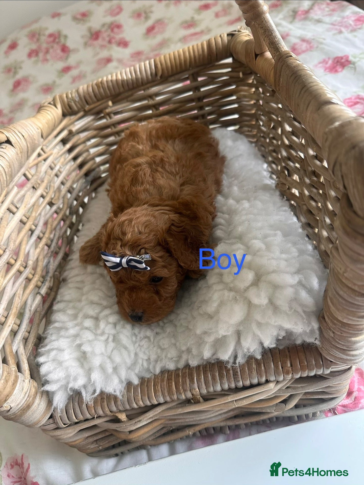 Cavapoo dogs Cavapoo puppies - Advert 2