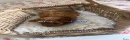 Cavapoo dogs for sale: Cavapoo puppies - Advert 2
