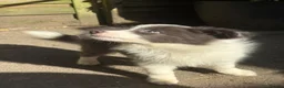 Border Collie dogs for sale: 4 Border Collie puppies in Wigan - Advert 15