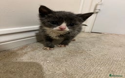 British Shorthair cats for sale: Stunning blue kittens  - Image 13