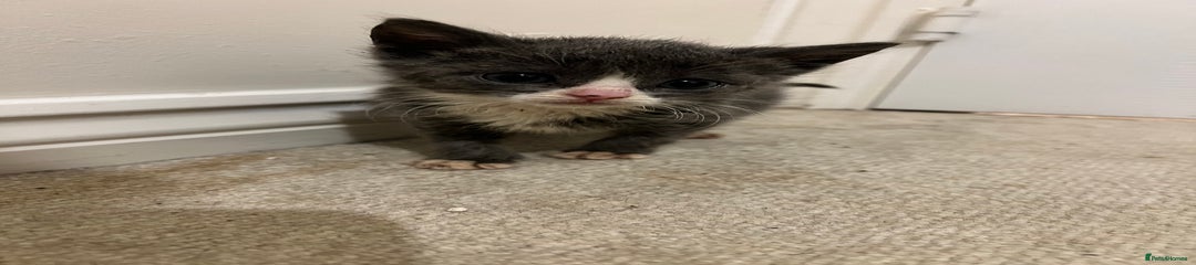 British Shorthair Kitten 4